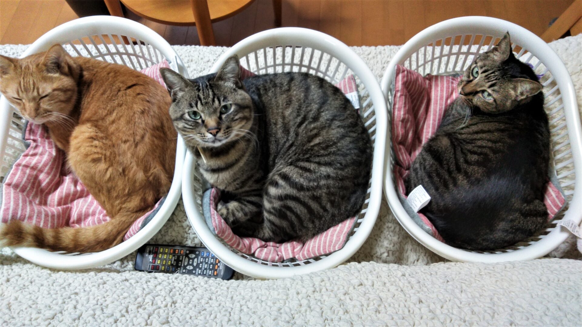 大満足 早い 安い カンタン ダイソー猫ベッド を試してみました ミリキ的な毎日を